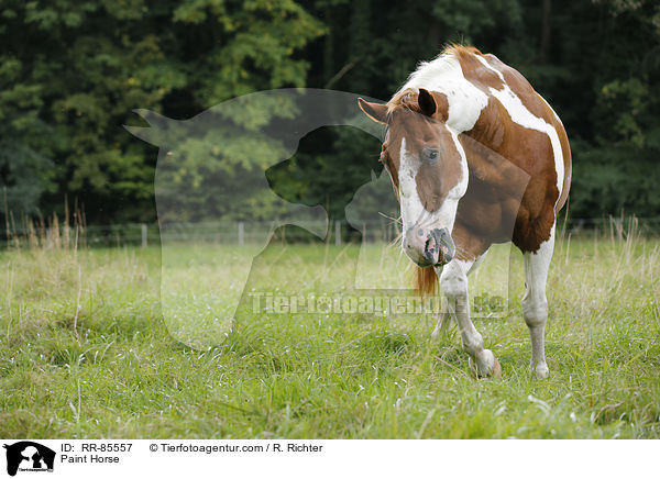 Paint Horse / Paint Horse / RR-85557