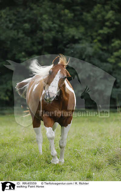laufendes Paint Horse / walking Paint Horse / RR-85559