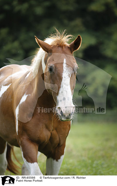 Paint Horse Portrait / Paint Horse Portrait / RR-85566