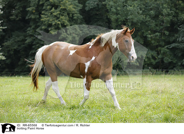 trabendes Paint Horse / trotting Paint Horse / RR-85568