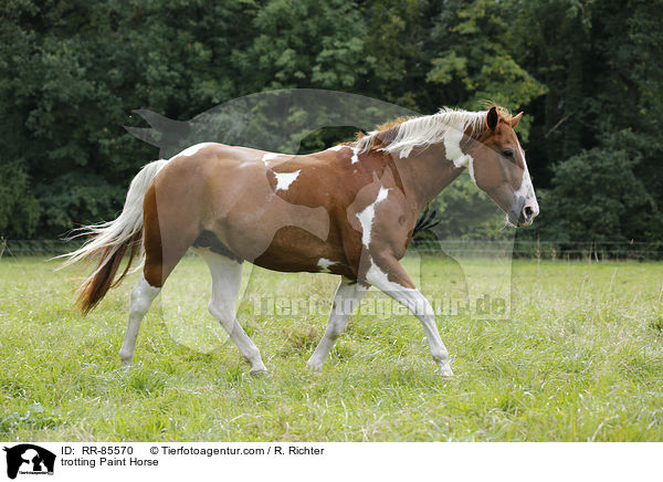 trabendes Paint Horse / trotting Paint Horse / RR-85570