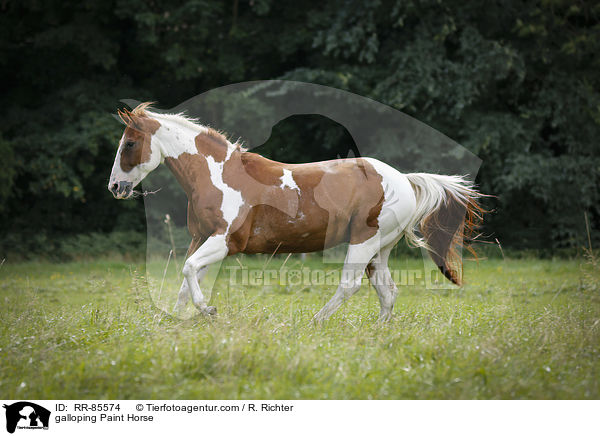 galoppierendes Paint Horse / galloping Paint Horse / RR-85574