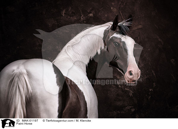 Paint Horse / Paint Horse / MAK-01197