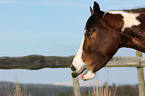 Paint Horse Portrait