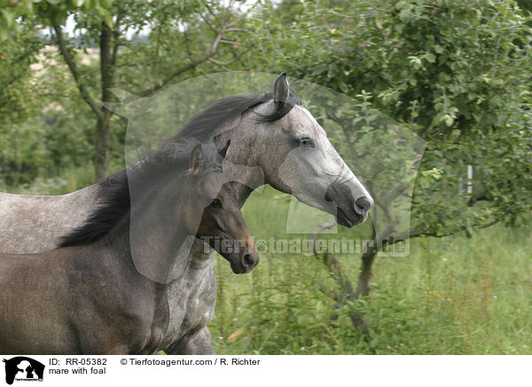 mare with foal / RR-05382