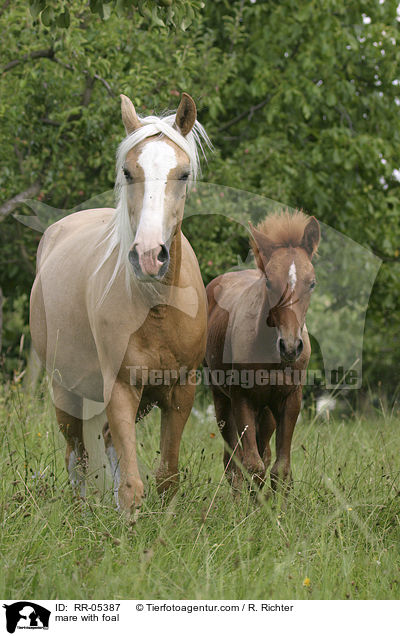 mare with foal / RR-05387