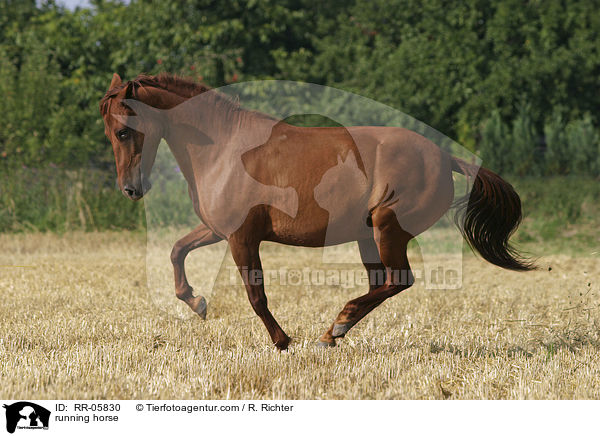 running horse / RR-05830