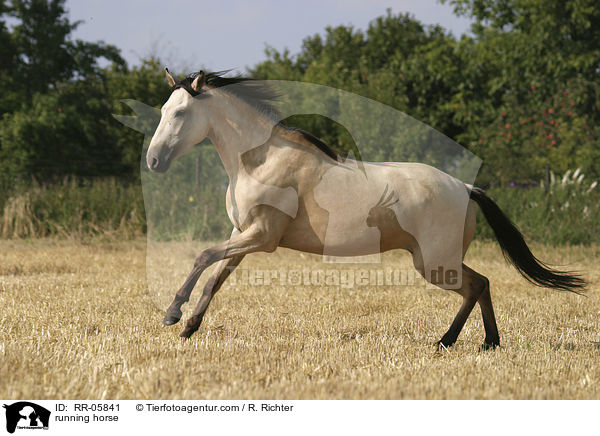 running horse / RR-05841