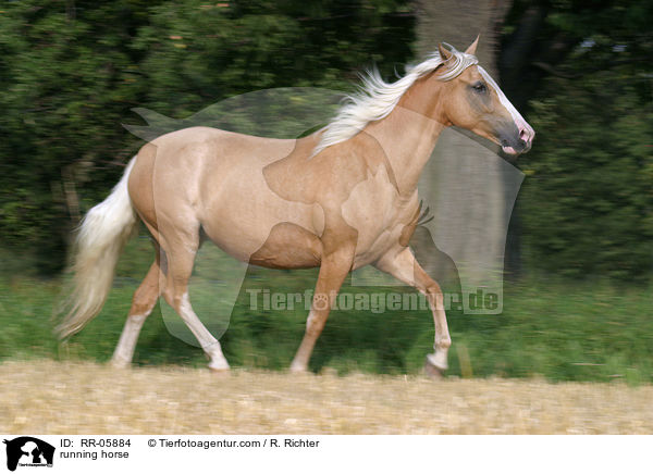 running horse / RR-05884