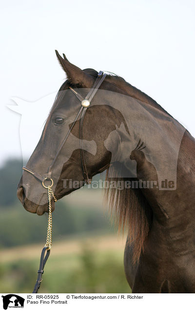 Paso Fino Portrait / Paso Fino Portrait / RR-05925