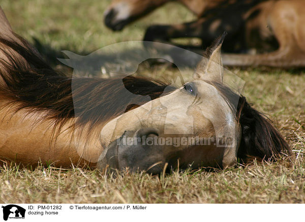 dozing horse / PM-01282