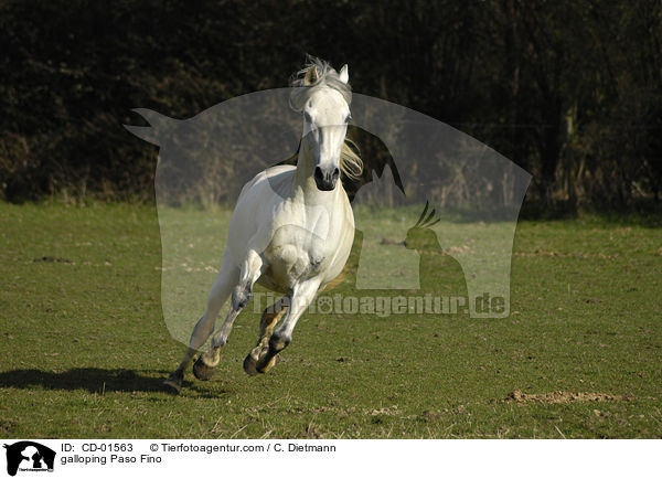 galloping Paso Fino / CD-01563