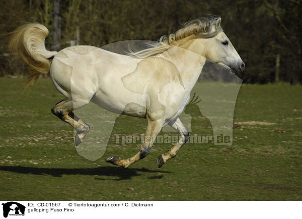 galloping Paso Fino / CD-01567