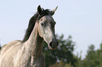 Paso Fino Portrait