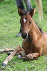 Paso Fino foal