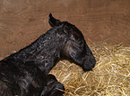 new born Paso Fino