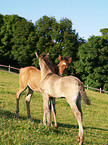 Paso Fino foals