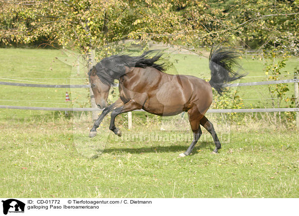 galloping Paso Iberoamericano / CD-01772