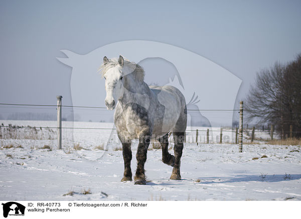 walking Percheron / RR-40773