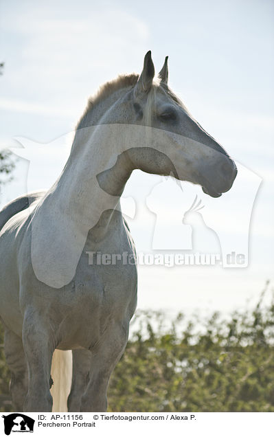 Percheron Portrait / AP-11156