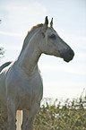 Percheron Portrait