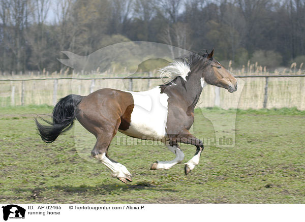 running horse / AP-02465