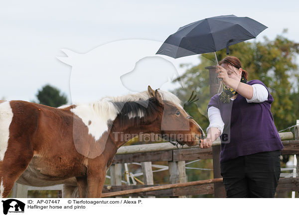 Haflinger horse and pinto / AP-07447