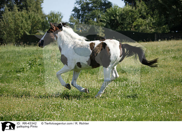 galloping Pinto / RR-45342