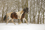 Pinto in snow flurries