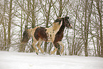 Pinto in snow flurries