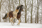 Pinto in snow flurries