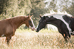 Pinto with Quarter Horse