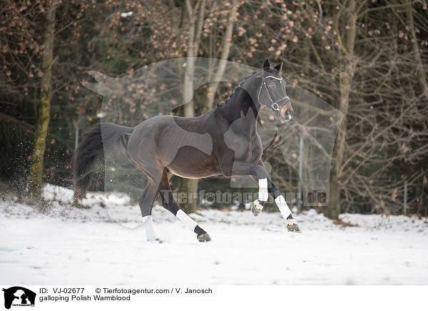 galloping Polish Warmblood / VJ-02677