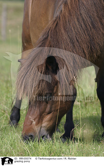 grazing pony / RR-05074