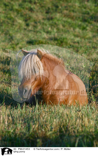 Pony ruht auf der Weide / lying pony / PM-01453