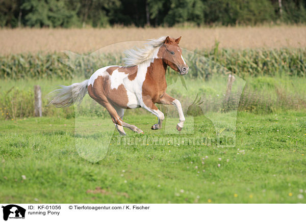 running Pony / KF-01056