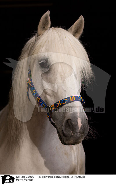 Pony Portrait / JH-02990