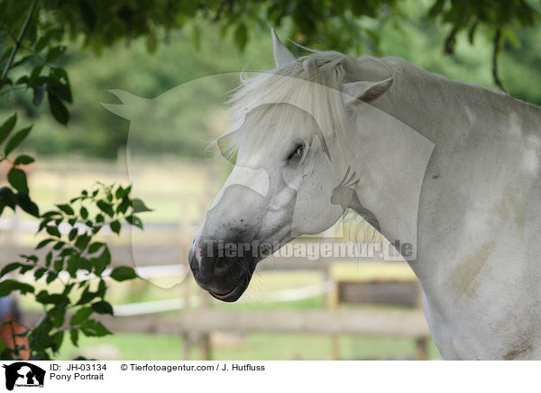 Pony Portrait / Pony Portrait / JH-03134