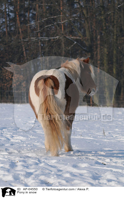 Pony in snow / AP-04550