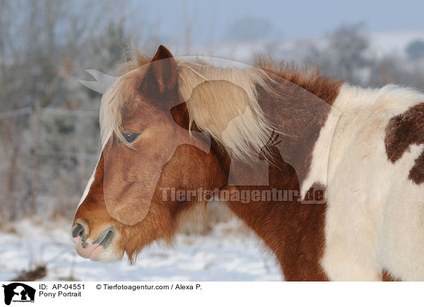 Pony Portrait / Pony Portrait / AP-04551