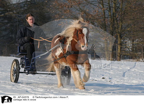 carriage ride in snow / AP-04576