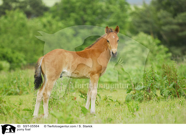 pony foal / SST-05564