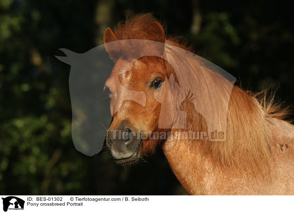 Pony crossbreed Portrait / BES-01302