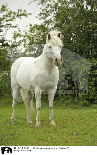 Pony-crossbreed / AP-08705