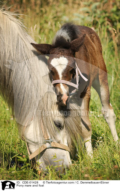 Pony Stute und Fohlen / Pony mare and foal / CDE-01428