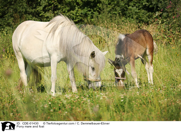Pony Stute und Fohlen / Pony mare and foal / CDE-01430
