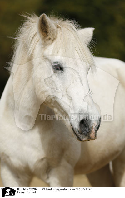 Pony Portrait / Pony Portrait / RR-73284