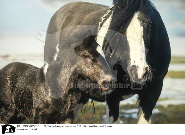 mare and foal / CDE-02708