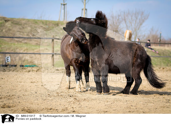 Ponies auf Paddock / Ponies on paddock / MW-01917