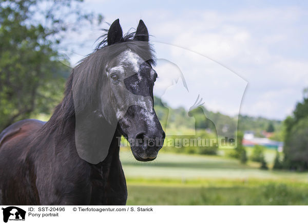 Pony portrait / SST-20496